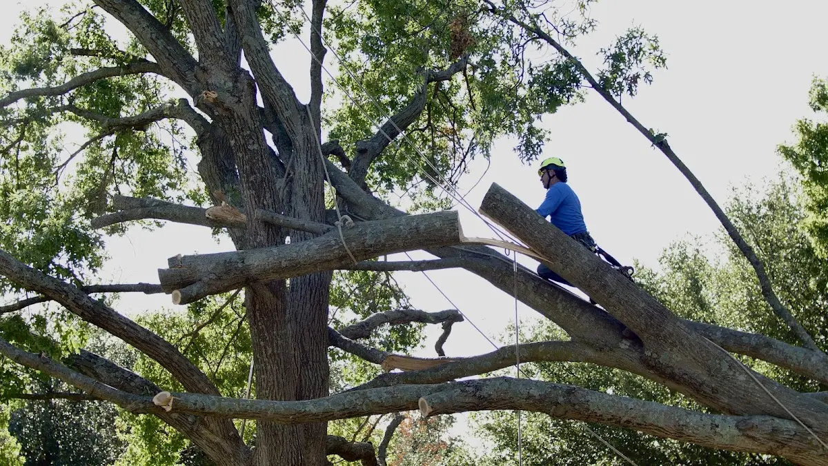 Professional Hazardous Tree Removal performed by certified arborists in Mountain View